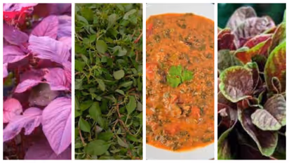 Harive Soppu or Amaranth Leaves