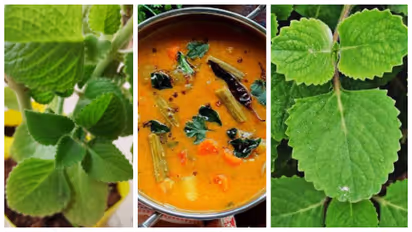 Sambar Soppu