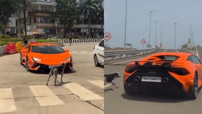 Stray Dog Blocks Lamborghini