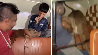 Pitbull attacks child