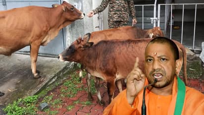Yogi-Adityanath-action-officials-suspended-on-Kanha-Gaushala-lapses-after-viral-video