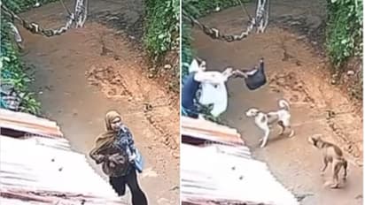 Nadapuram stray dog attack