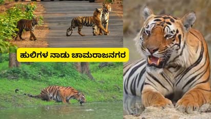 Chamarajanagar Tigers