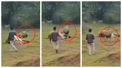 Man Tries To Record Lion Eating Its Prey At Bhavnagar