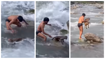 men rescue a money stuck in the middle of a rushing river