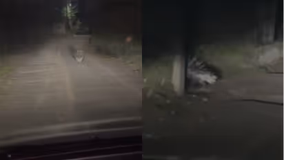 Hedgehogs spread terror in Thiruvalla