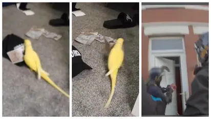 drug gang that used a parrot named Mango