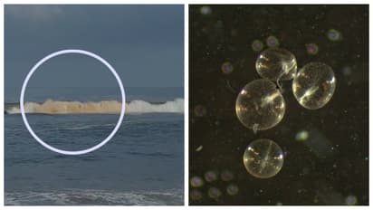 red color of sea due to the presence of the noctiluca