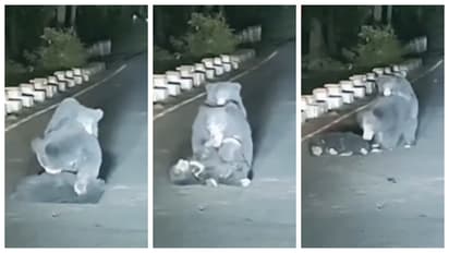 mother bear trying to carry her cub which was hit by a vehicle