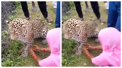 woman tied a rakhi to the leopard