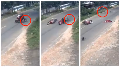 woman attacked by wild boar when she was riding bike