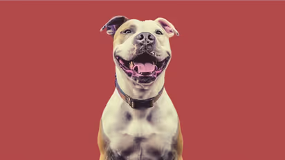 American Pit Bull Terrier