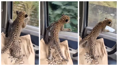 leopard cub separated from its mother going towards the DFO in a car  