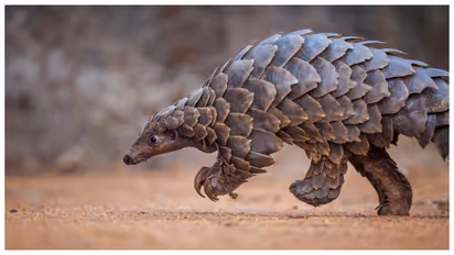 pangolin