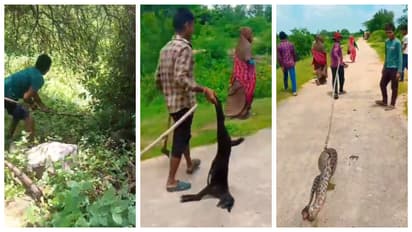 Villagers killed a 20-foot-long python that swallowed a goat