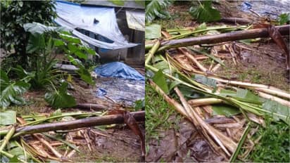 Wild elephant attack