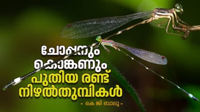 Crimson Shadowdamsel and Konkan Shadowdamsel