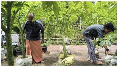family growing Yam and paddy on the terrace