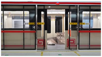 metro station for cats