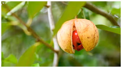 Nutmeg Tree