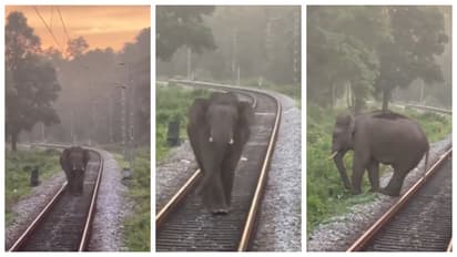 elephant walked towards the train along the railway track