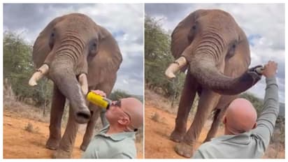 tourist giving beer to the elephant