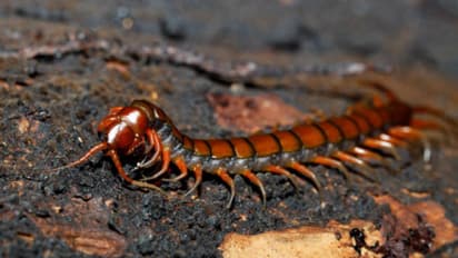 how to get rid of centipedes