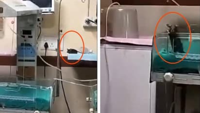 rats in icu new born babies are bitten in indore