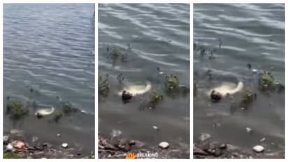 dead body in the dam 