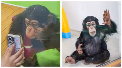 Ding Ding baby chimp, Shanghai Wildlife Park