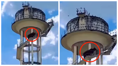 bull climbed on top of a 60 feet high water tank