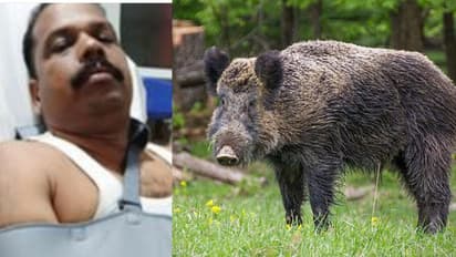 ഡ്യൂട്ടി കഴിഞ്ഞ് മടങ്ങവേ കാട്ടുപന്നി ബൈക്കിലിടിച്ച് മറിഞ്ഞ് പൊലീസുകാരന് പരിക്ക്; തോളെല്ല് പൊട്ടി