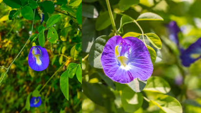 why do aparajita leaves turn yellow