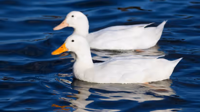 Duck/ Representative image 