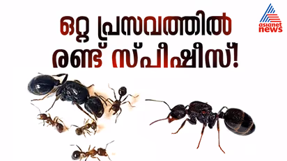 Messor ibericus and Messor structor