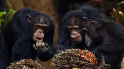 Chimpanzees