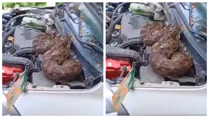 seven foot long python on the cars bonnet