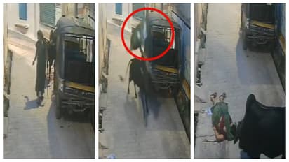 Stray Bull Tosses Woman Several Feet In Air