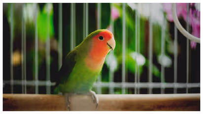 pet-bird