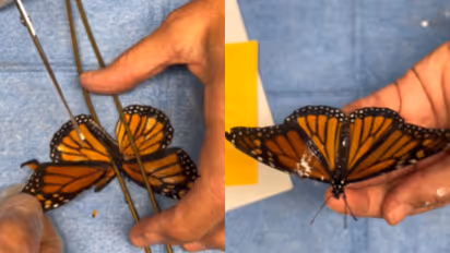 Injured Monarch butterfly