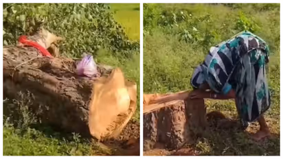 old woman criex after 20 years old peepal tree cut down