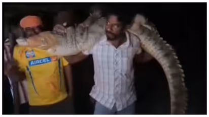 man carrying an eight foot long  crocodile 