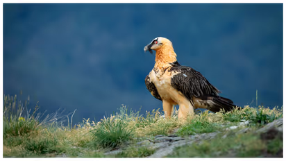 Bearded Vulture
