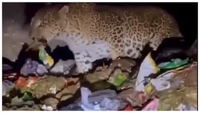 leopard eating trash