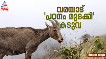 Project Nilgiri Tahr