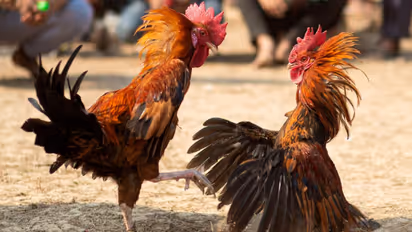 cockfighting
