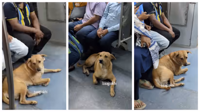 Stray dog __seeks shelter in metro coach to escape Diwali fireworks