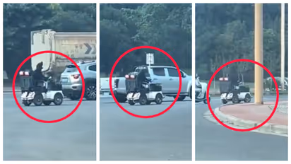 Dog riding scooter on busy road