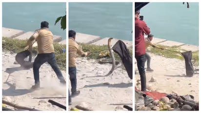 foot king cobra tries to attack the rescue officer