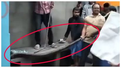 python was found in a drain